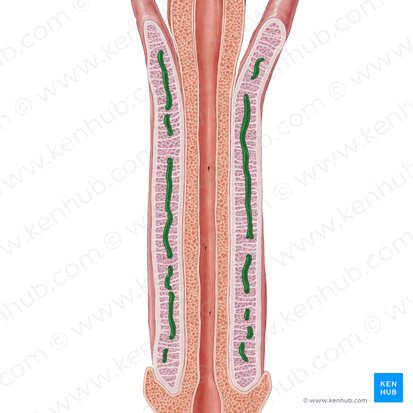 Deep artery of penis (Arteria profunda penis); Image: Samantha Zimmerman