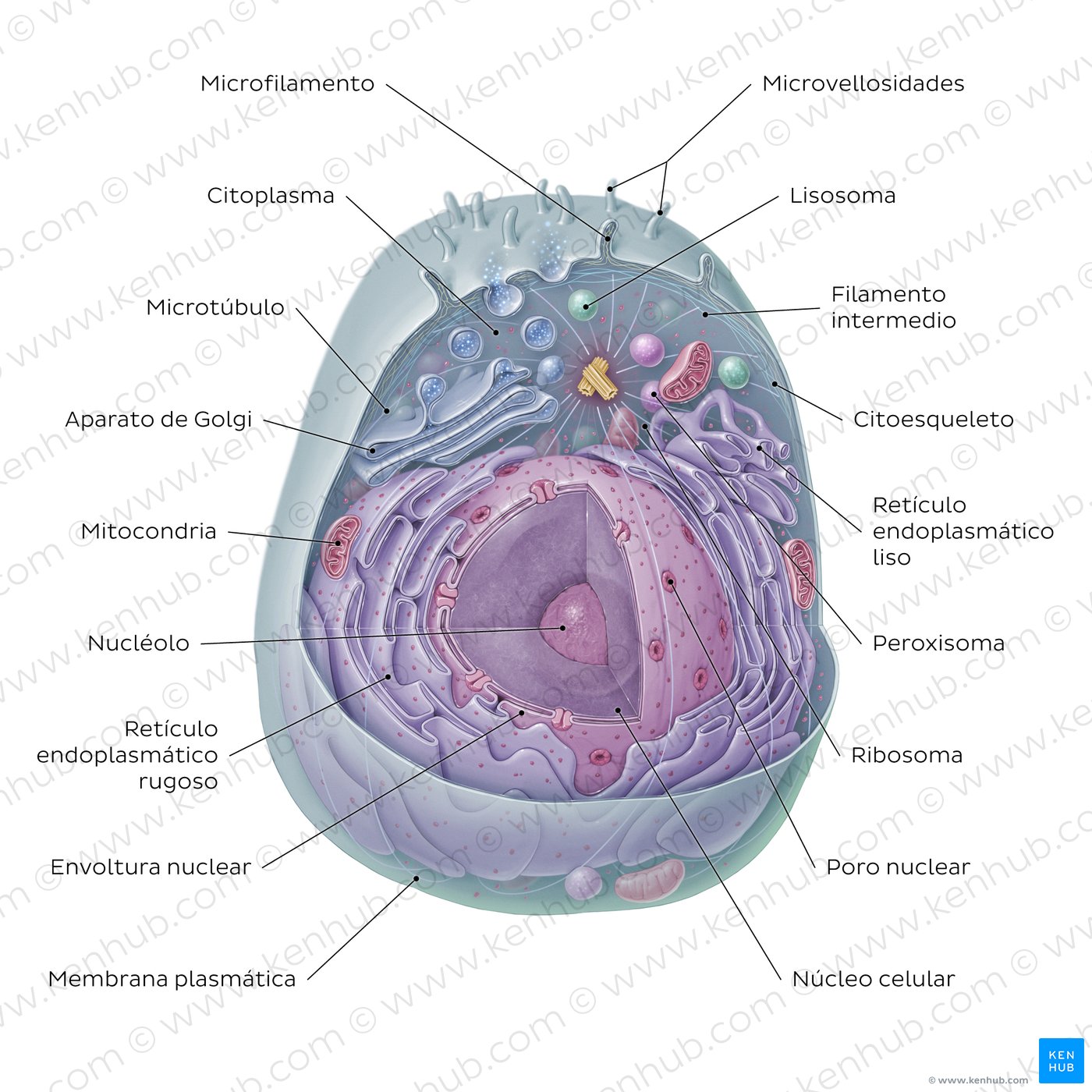 Diagrama rotulado de la célula