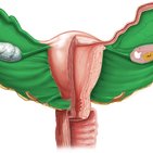 Ligaments of the uterus