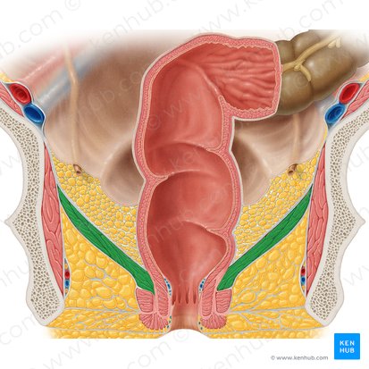 Levator ani muscle (Musculus levator ani); Image: Samantha Zimmerman