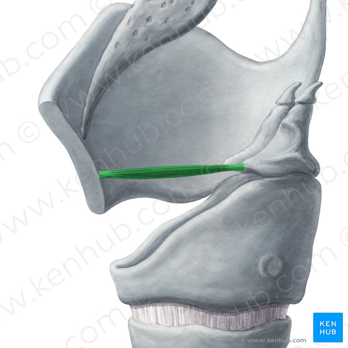 Musculus vocalis (Stimmmuskel); Bild: Yousun Koh