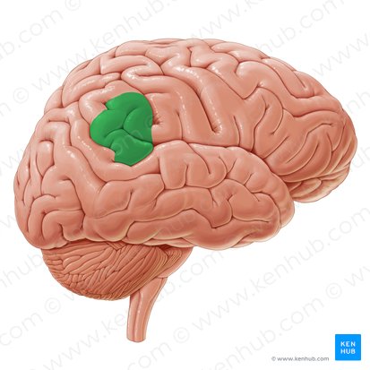 Giro supramarginal (Gyrus supramarginalis); Imagem: Paul Kim