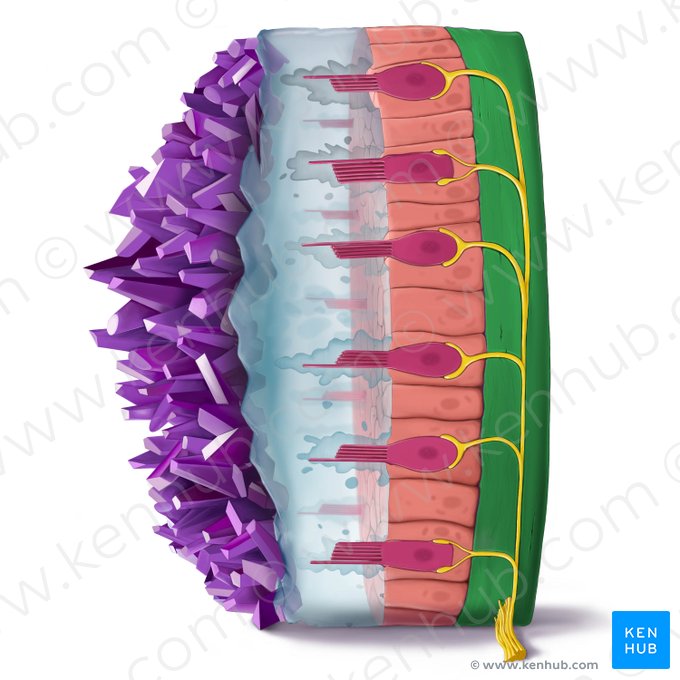 Basement membrane (Membrana basalis); Image: Tal Bavli Ziv