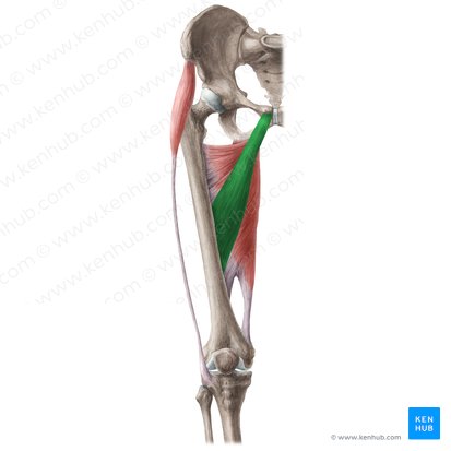 Hip Adductors Anatomy Innervation Supply Function Kenhub