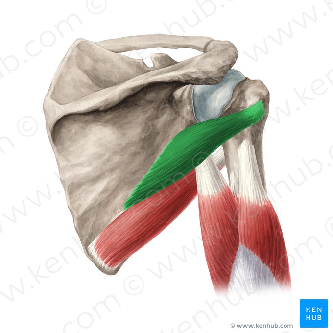 Musculus teres minor (Kleiner Rundmuskel); Bild: Yousun Koh