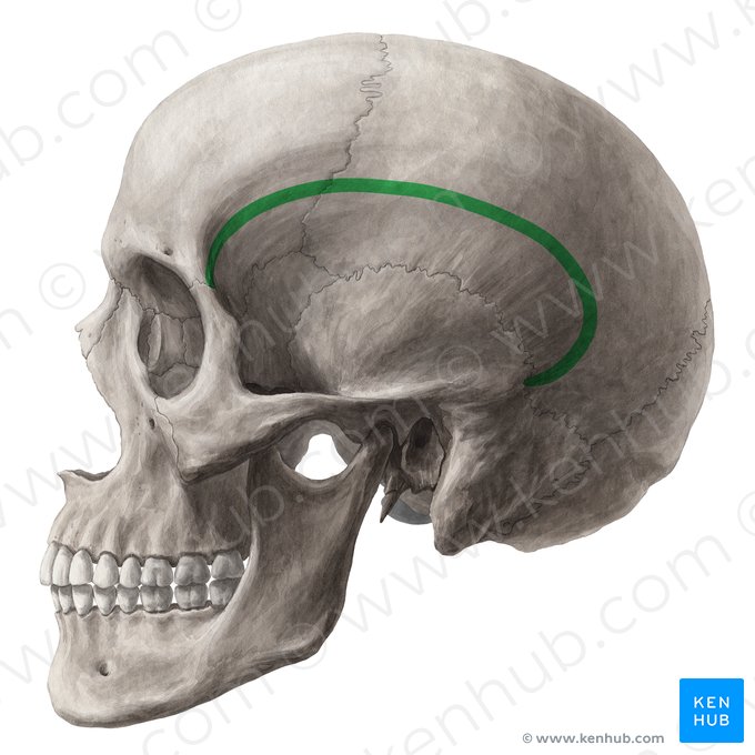 Linea temporalis inferior (Untere Schläfenlinie); Bild: Yousun Koh