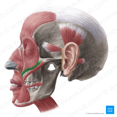 Zygomaticus minor muscle (Musculus zygomaticus minor); Image: Yousun Koh