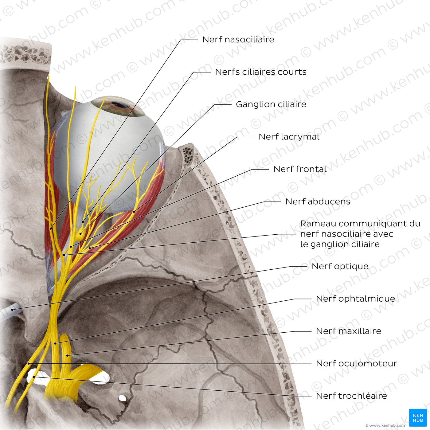 Nerves of orbit (Superior view)