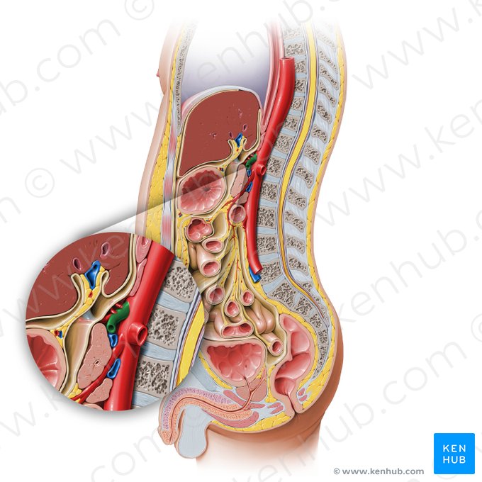 Celiac trunk (Truncus coeliacus); Image: Paul Kim