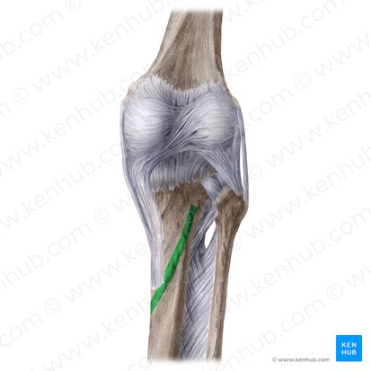 Soleal line of tibia (Linea musculi solei tibiae); Image: Liene Znotina