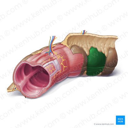 Saculações do cólon (Haustra coli); Imagem: Paul Kim