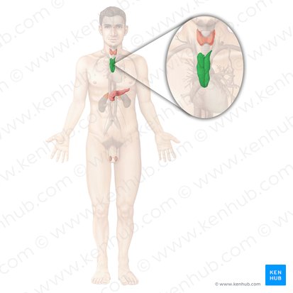 Timo (Thymus); Imagen: Begoña Rodriguez