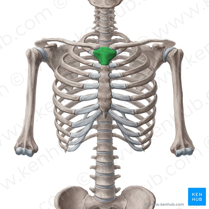 Manubrium of sternum (Manubrium sterni); Image: Yousun Koh