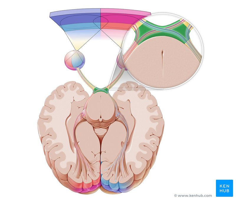 Optic chiasm - cranial view