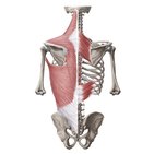 Superficial back muscles