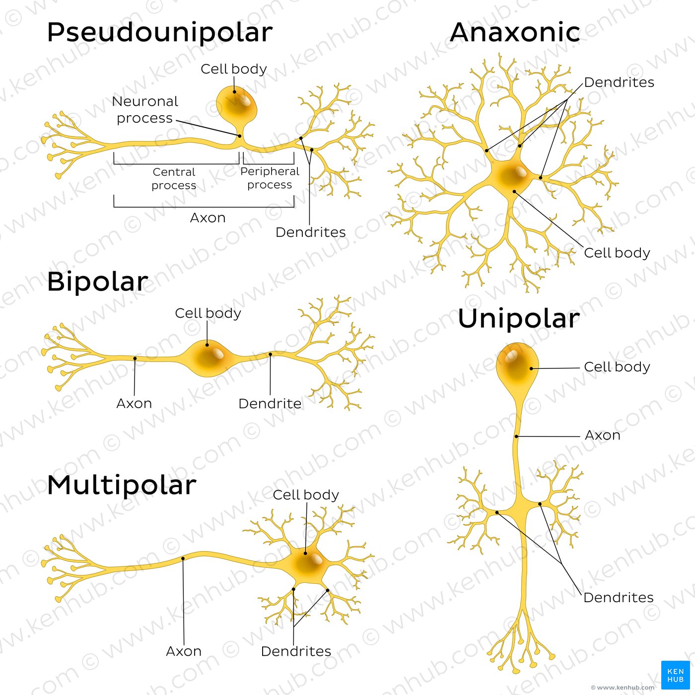 An image showing 5 types of neurons (pseudounipolar, bipolar, multipolar, anaxonic, unipolar).