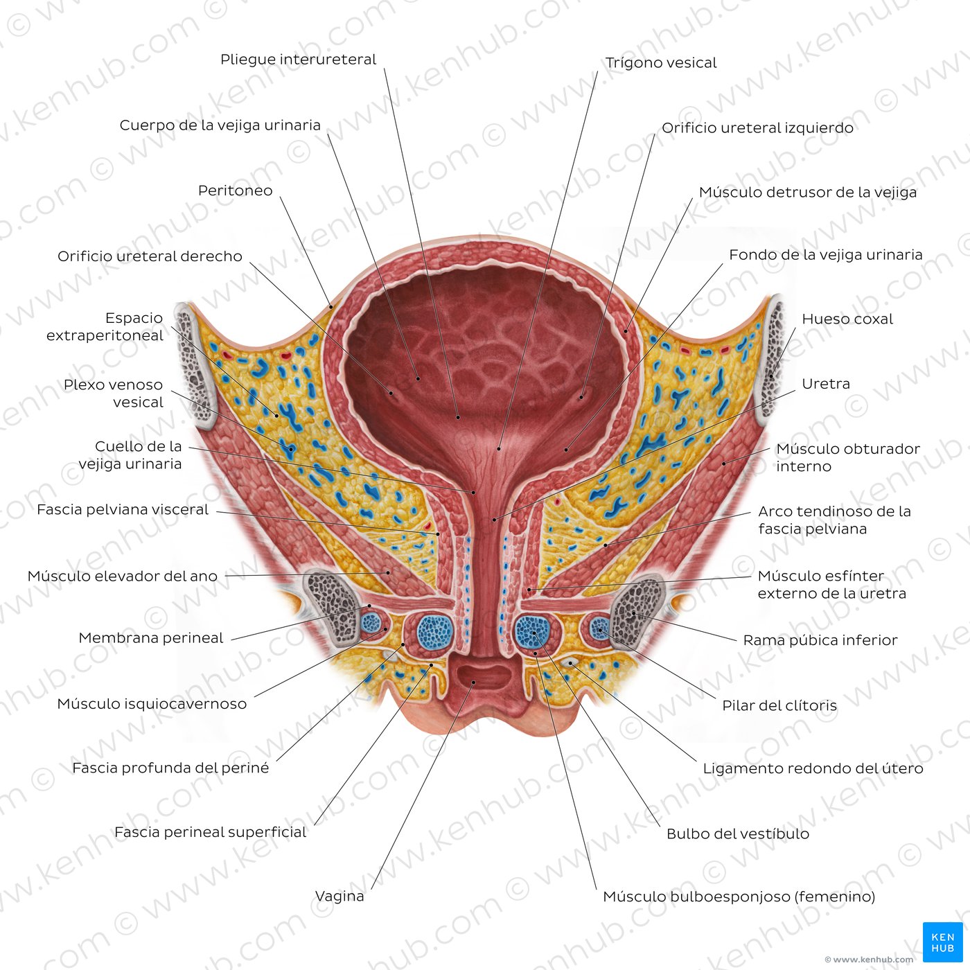Female urinary bladder