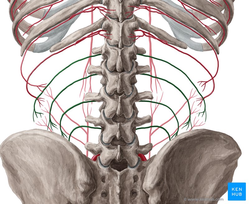 Lumbar arteries (Arteriae lumbales)