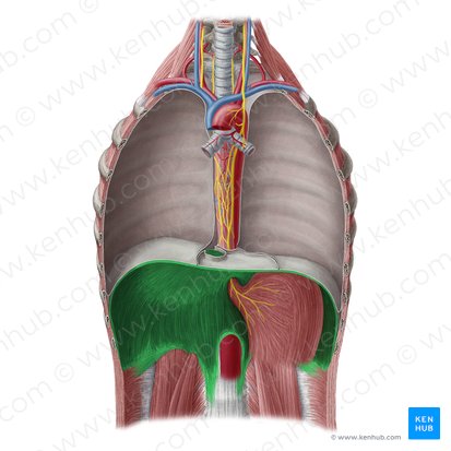 Diafragma (Diaphragma); Imagem: Yousun Koh