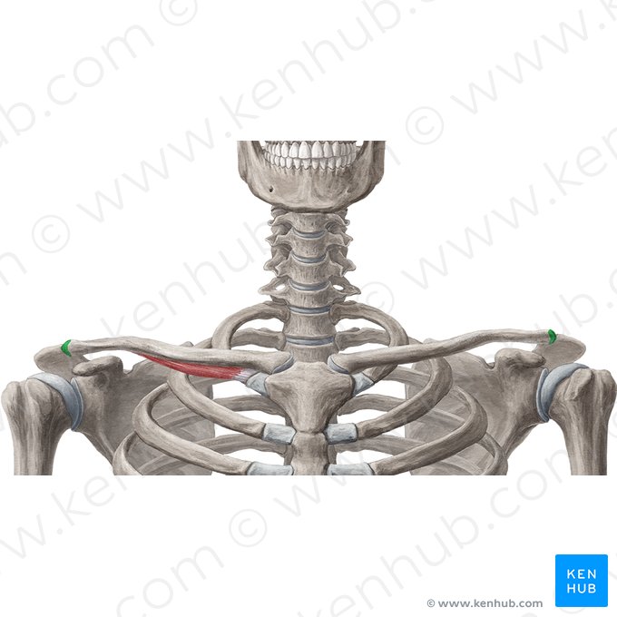 Acromial facet of clavicle (Facies articularis acromialis claviculae); Image: Samantha Zimmerman