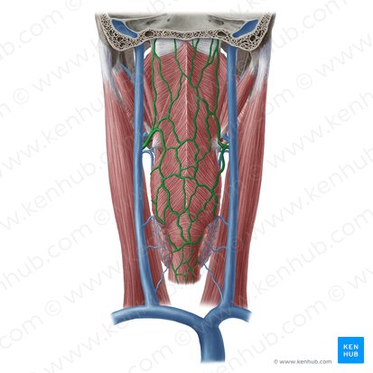 Venas faríngeas (Venae pharyngeae); Imagen: Yousun Koh