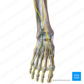 Intermediate dorsal cutaneous nerve of foot (Nervus cutaneus dorsalis intermedius pedis); Image: Liene Znotina