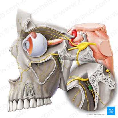 Pterygopalatine ganglion (Ganglion pterygopalatinum); Image: Paul Kim