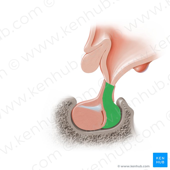 Neurohipófisis (Neurohypophysis); Imagen: Paul Kim