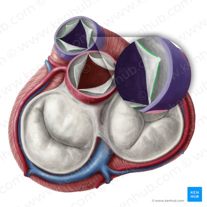 Lunules of semilunar leaflets of pulmonary valve (Lunulae valvularum semilunarium valvae trunci pulmonalis); Image: Yousun Koh