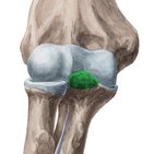 Coronoid process of ulna