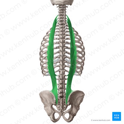 Músculo iliocostal (Musculus iliocostalis); Imagem: Yousun Koh