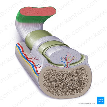 Fascia profunda textus muscularis skeletalis (Tiefe Faszie der Skelettmuskulatur); Bild: Paul Kim