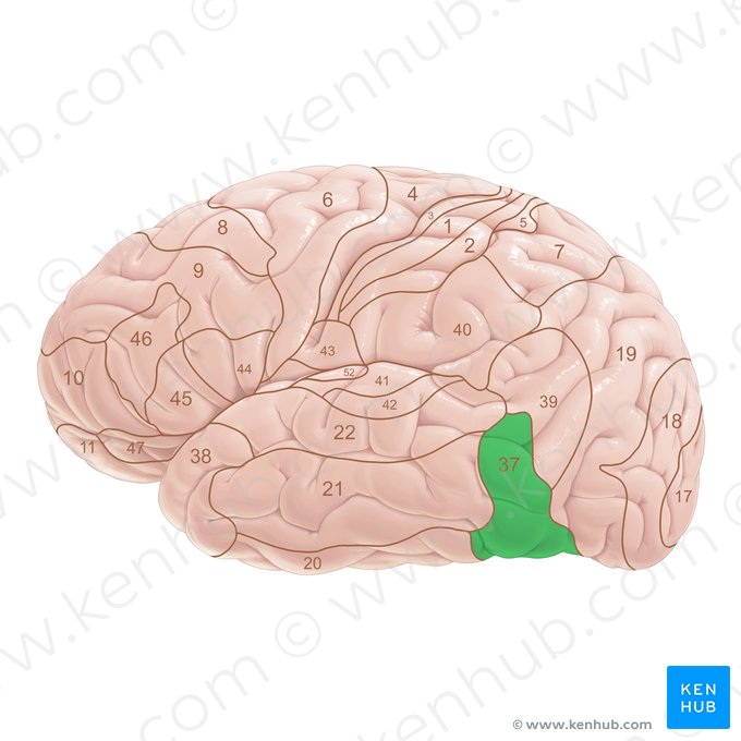 Area Brodmann 37 (Brodmann-Areal 37); Bild: Paul Kim