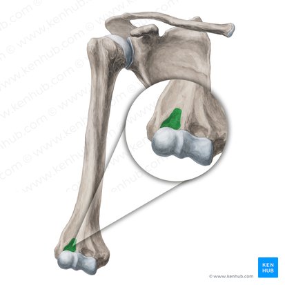 Fossa radial (Fossa radialis humeri); Imagem: Yousun Koh