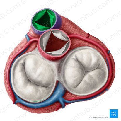 Valva pulmonar (Valva trunci pulmonalis); Imagem: Yousun Koh