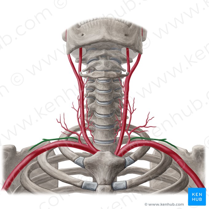 Suprascapular artery (Arteria suprascapularis); Image: Yousun Koh