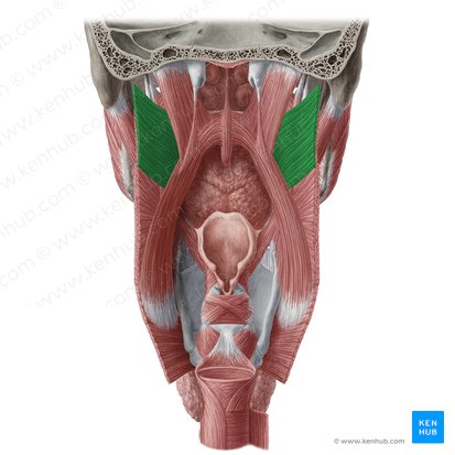 Músculo constrictor superior de la faringe (Musculus constrictor superior pharyngis); Imagen: Yousun Koh