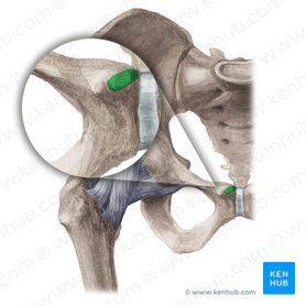 Hip bone - ilium, ischium and pubis | Kenhub