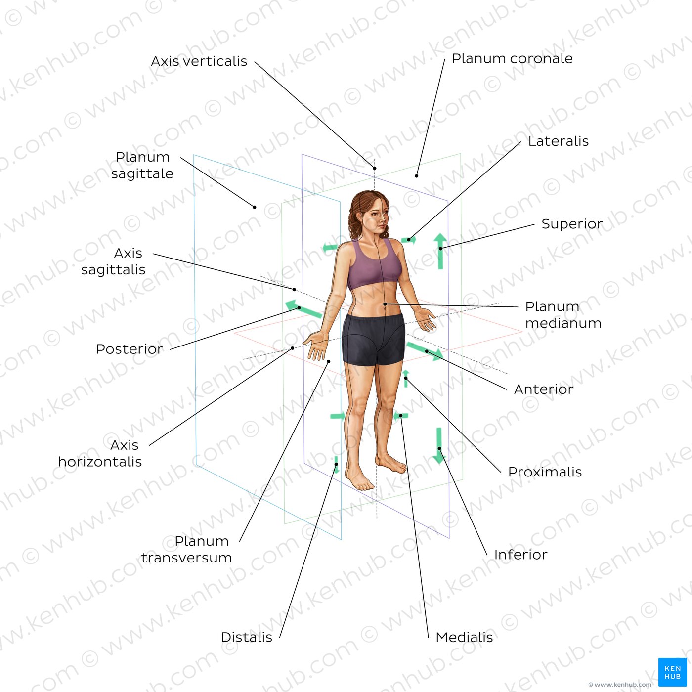 Ebenen und Achsen des Körpers