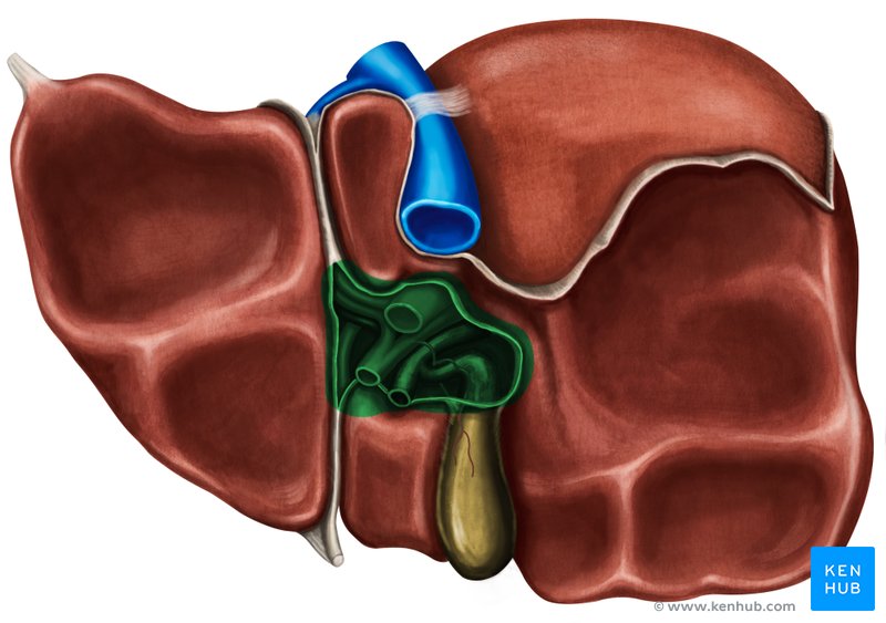 Porta hepatis - caudal view