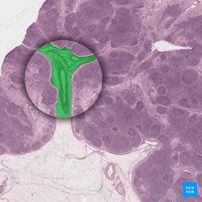 Hilum of lymph node (Hilum nodi lymphoidei); Image: 