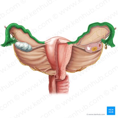 Uterine tube (Tuba uterina); Image: Samantha Zimmerman