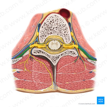 Ramo anterior del nervio espinal (Ramus anterior nervi spinalis); Imagen: Rebecca Betts