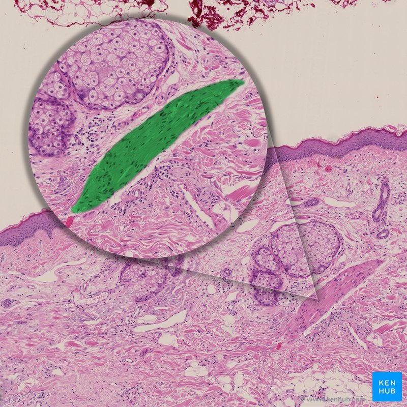 Arrector pili muscle - histological slide