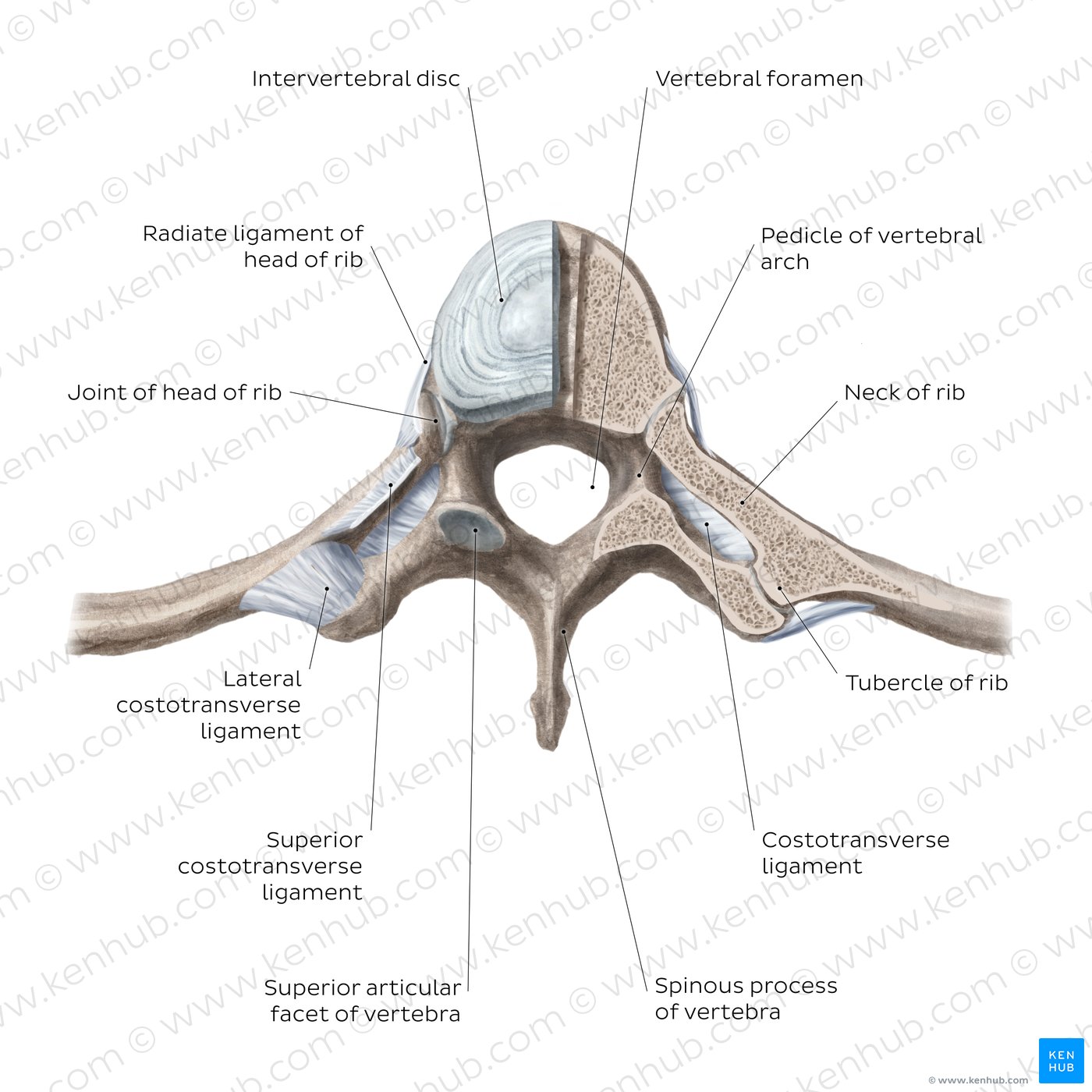 Costovertebral joints (transverse section)