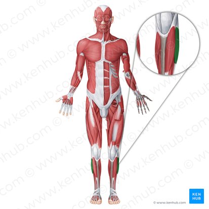 Músculo fibular longo (Musculus fibularis longus); Imagem: Irina Münstermann