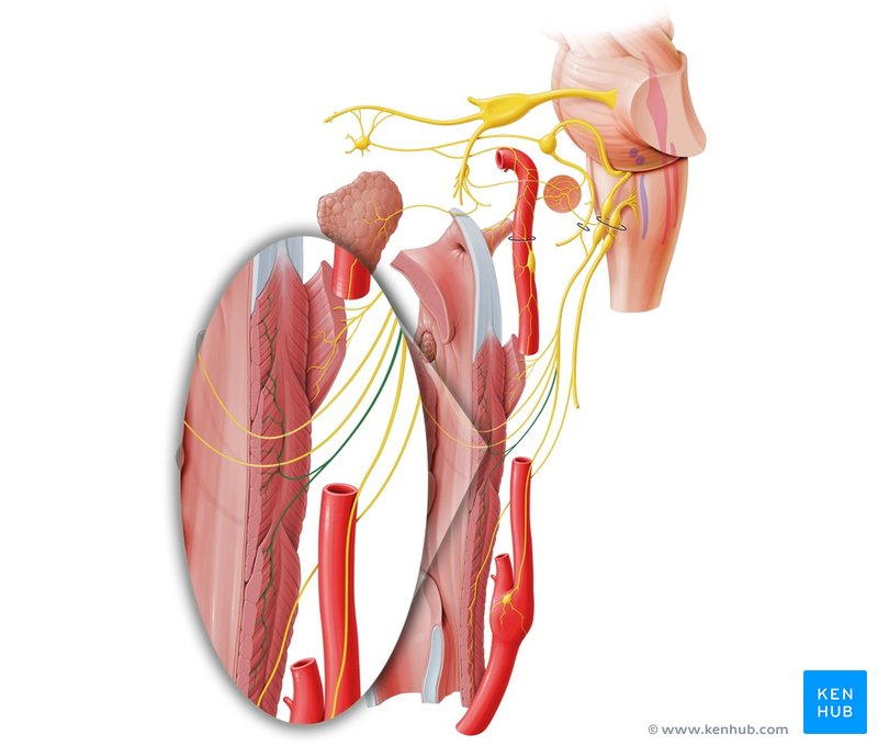 Pharyngeal plexus of glossopharyngeal nerve - lateral-left view