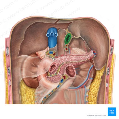 Oesophagus (Speiseröhre); Bild: Irina Münstermann
