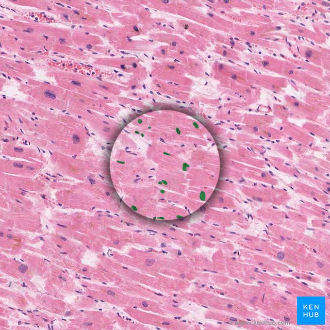 Cardiac muscle cell nuclei (Nuclei cardiomyocytorum); Image: 