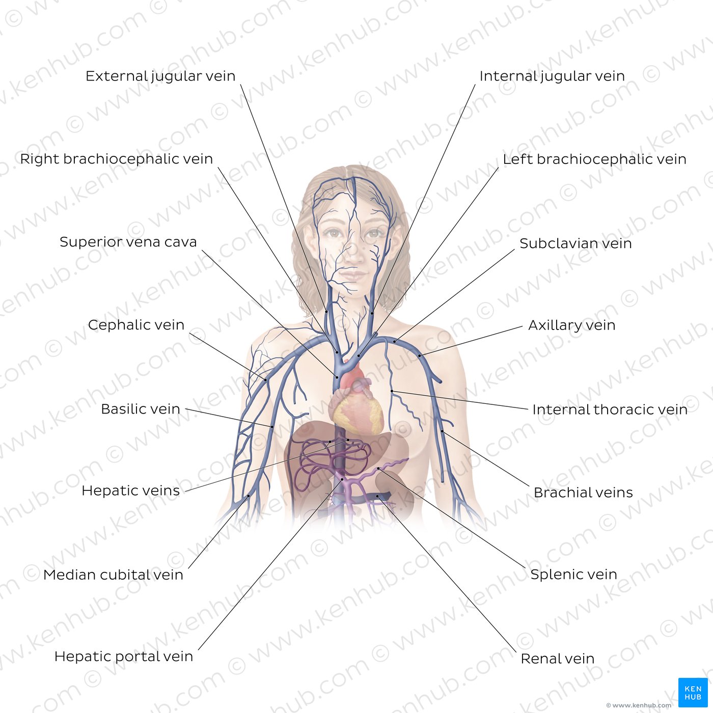 Cardiovascular system: Veins of the upper part of the body